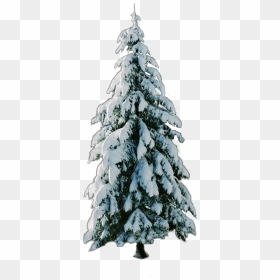 Christmas Tree , Png Download - Christmas Tree, Transparent Png - christmas tree clipart png