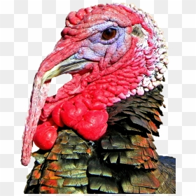Free Thanksgiving Turkey Head Png Image - Turkey Head, Transparent Png - turkey transparent png