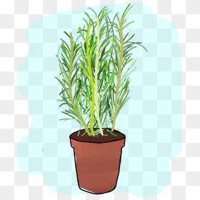 Houseplant, HD Png Download - rosemary png