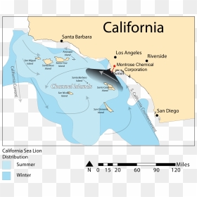 Transparent California Outline Png - California Sea Lion Map, Png Download - california outline png