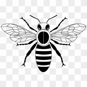 Honey Bee Clipart Black And White Png, Transparent Png - flying bee png