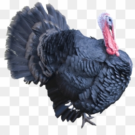 Turkey Background Bird Transparent - Spirit Animal Oracle Turkey, HD Png Download - turkey transparent png