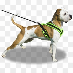 Dog On Leash Png , Png Download - Dog On Leash Png, Transparent Png - leash png