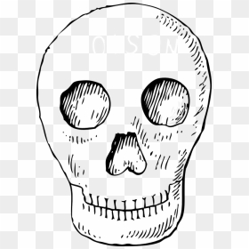 Skull Pirate Head Free Vector Graphic On - Day Of The Dead Pictures Clip Art, HD Png Download - skeleton head png