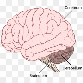 Brainstem Cerebellum Cerebrum Brain Image - Illustration, HD Png Download - brain transparent png