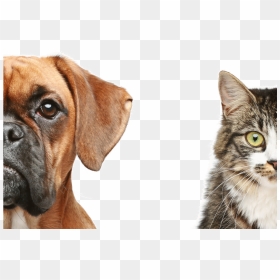 Dog And Cat Transparent - Cats Vs Dogs, HD Png Download - dog and cat png