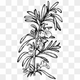 Art,monochrome Photography,monochrome - Rosemary Drawing Png, Transparent Png - rosemary png
