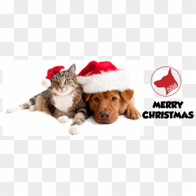 Dog Cat Christmas - Cartoon Christmas Dog And Cat, HD Png Download - dog and cat png