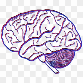 Investigating The Flexibility Of Empathy - Human Brain Pencil Drawing, HD Png Download - brain transparent png