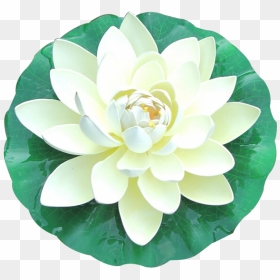 White Lotus Top View, HD Png Download - plant top view png