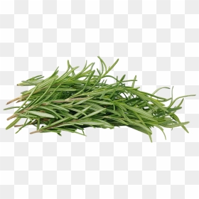 Rosemary, HD Png Download - rosemary png