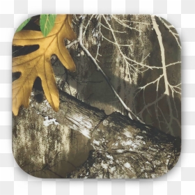 9220 Realtree Qi Charger Top View - Maple, HD Png Download - plant top view png