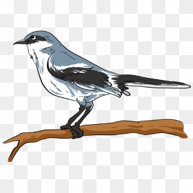 How To Draw Mockingbird - Draw A Mockingbird, HD Png Download - mockingbird png