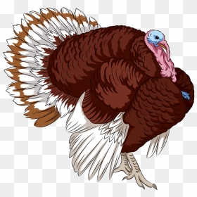 Bourbon Red Turkey Clipart - Bourbon Red, HD Png Download - turkey transparent png