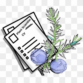 Cv Stilizzato Clipart , Png Download - Cv Clipart, Transparent Png - rosemary png