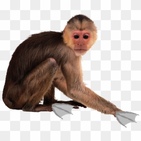 Transparent Funny Monkey Png - Spider Monkey Transparent Background, Png Download - real monkey png