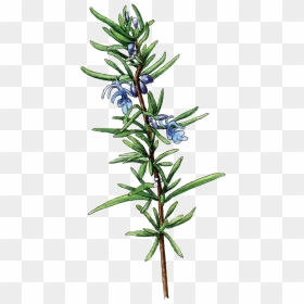 Rosemary Botanical Illustration Png, Transparent Png - rosemary png