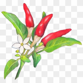 Chili Peppers - Bird's Eye Chili, HD Png Download - peppers png