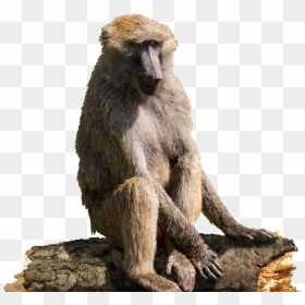 Transparent Real Monkey Png - Baboon Png, Png Download - real monkey png