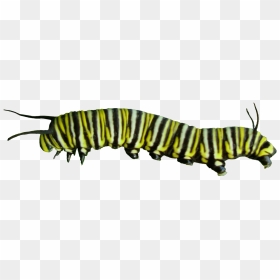 Caterpillar Png Pic - Butterfly Caterpillar Png, Transparent Png - caterpillar logo png