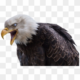 Bald Eagle Png Free Images - Corey Arnold Eagle, Transparent Png - eagle.png
