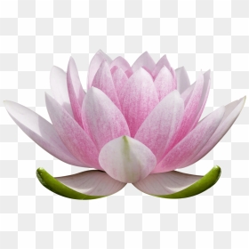 Transparent Marie Avgeropoulos Png - Transparent Lotus Flower Png, Png Download - marie avgeropoulos png