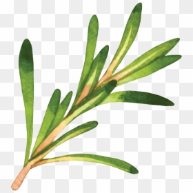 Western Yew, HD Png Download - rosemary png