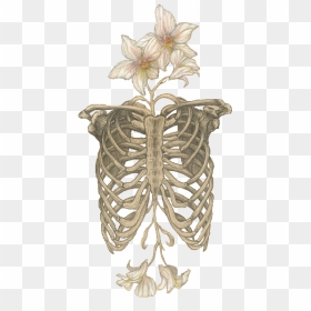 •skull• - Skeletal Anatomy And Nature, HD Png Download - skull png tumblr