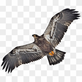 Bald Eagle Png Image File - Hawk, Transparent Png - eagle.png