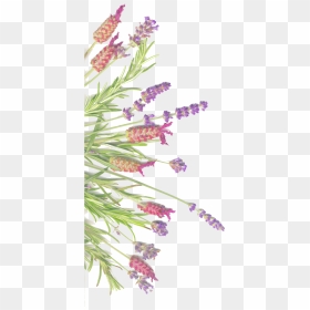 Pattern Free Lavender Free, HD Png Download - rosemary png