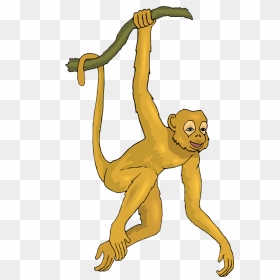 Monkey Clipart Spider Monkey, Monkey Spider Monkey - Realistic Monkey Clip Art, HD Png Download - real monkey png