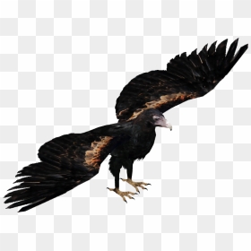 Wedge Tailed Eagle Png , Png Download - Buzzard, Transparent Png - eagle.png