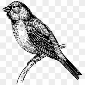 Vector Drawing Mockingbird Stock Vector - Mockingbird Drawing Png, Transparent Png - mockingbird png