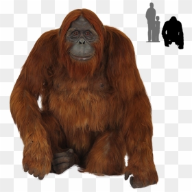 Old Orangutan Images Transparent Background - Orangutan Png, Png Download - real monkey png