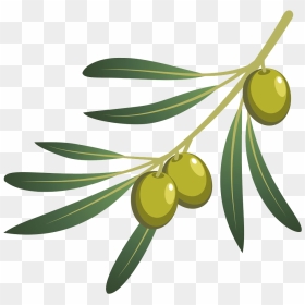 Olive Oil Olive Branch - Transparent Background Olive Clipart, HD Png Download - olive png