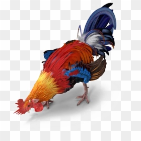 Rooster Transparent - Turkey, HD Png Download - turkey transparent png