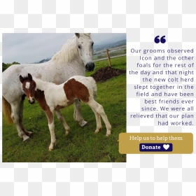 Ice Icon Foal Charity Christmas Appeal Quote - Foal, HD Png Download - quote icon png