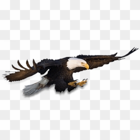 Free Png Eagle Png Images Transparent - Hd Wallpapers Transparent Bald Eagle, Png Download - eagle.png