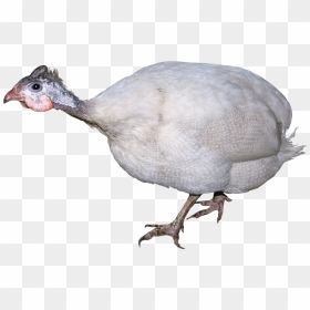 Turkey Bird Png - Poultry, Transparent Png - turkey transparent png
