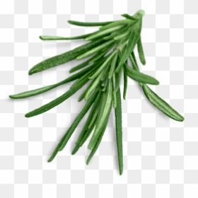 Rosemary Leaves Transparent, HD Png Download - rosemary png