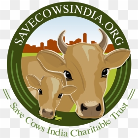 Save Cows India Charitable Trust - Dairy Cow, HD Png Download - indian ox png
