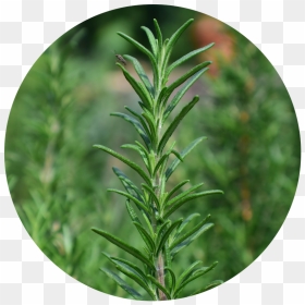 Round Rosemary - Wall Clock, HD Png Download - rosemary png