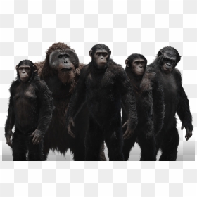 Thumb Image - Planet Of The Apes Folder Icon, HD Png Download - ape png