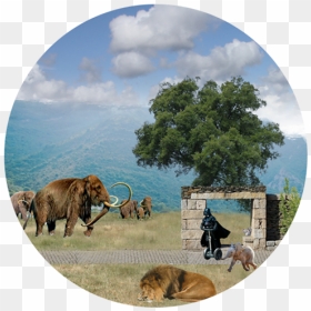 Grizzly Bear, HD Png Download - indian ox png