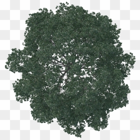 Pine Tree Top View Png - Transparent Background Tree Plan Png, Png Download - cappy png