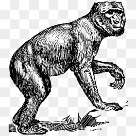 Transparent Ape Png - Ape Clipart Black And White, Png Download - ape png