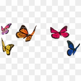 #butterfly #butterflies #color #colorful #colors #instagram - Transparent Instagram Filter Png, Png Download - instagram filter png