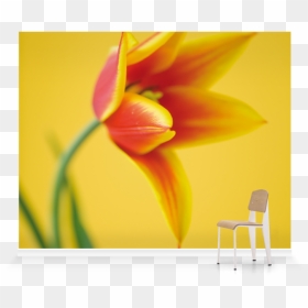 Amaryllis Belladonna, HD Png Download - king chair png