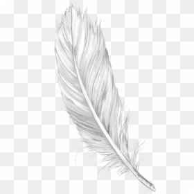 Poetry Clipart Plume Pen - Feather Drawing, HD Png Download - smoke plume png