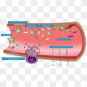 Figure - Representing Hemostasis, HD Png Download - at-at png
